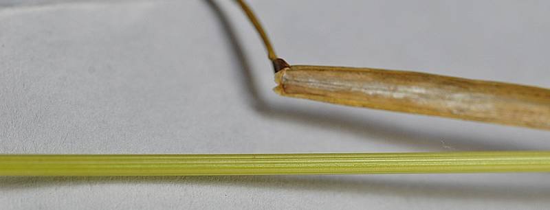 <i>Poa angustifolia</i> L.
