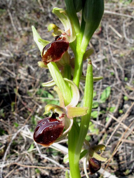 <i>Ophrys sphegodes</i> Mill. subsp. <i>grassoana</i> Cristaudo, Galesi, R.Lorenz & Zelesny