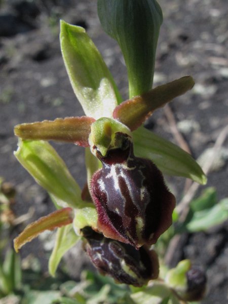 <i>Ophrys sphegodes</i> Mill. subsp. <i>grassoana</i> Cristaudo, Galesi, R.Lorenz & Zelesny