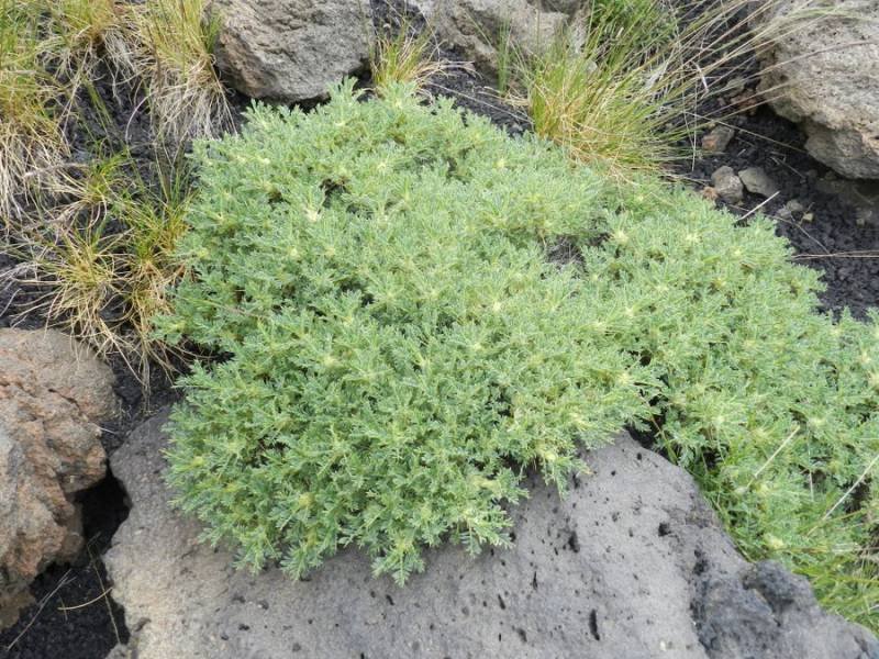 <i>Astragalus siculus</i> Biv.
