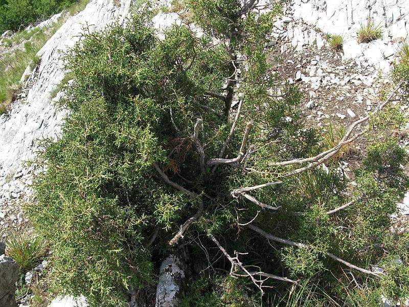 Juniperus phoenicea1x.jpg