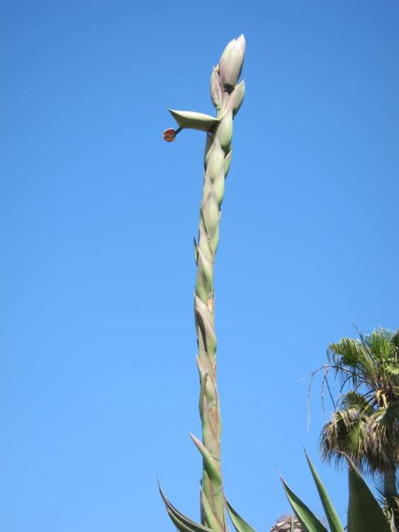 <i>Agave salmiana</i> Otto ex Salm-Dyck subsp. <i>ferox</i> (K.Koch) Hochstätter