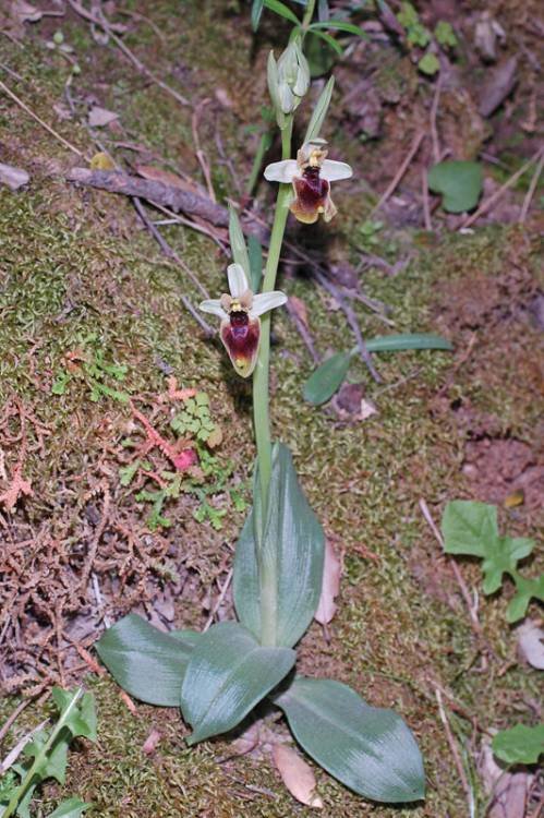 <i>Ophrys normanii</i> J.J.Wood