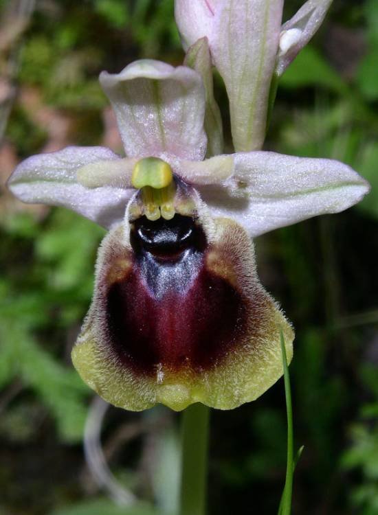 <i>Ophrys normanii</i> J.J.Wood