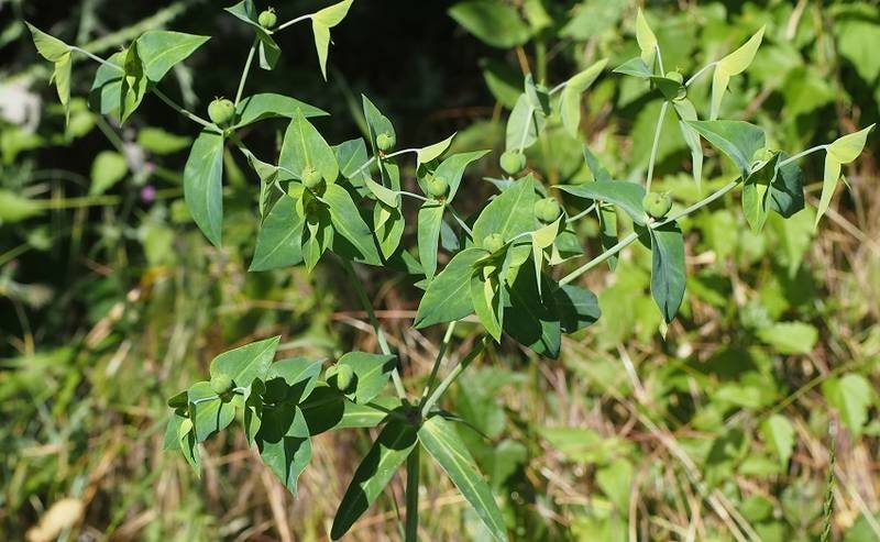 <i>Euphorbia lathyris</i> L.