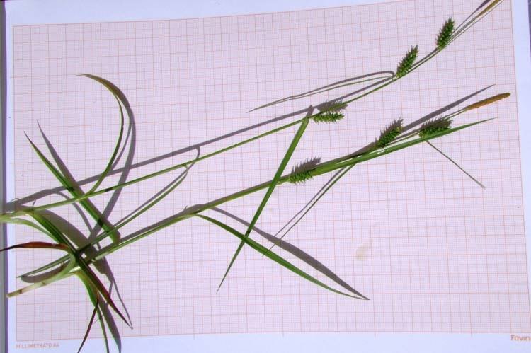 <i>Carex punctata</i> Gaudin