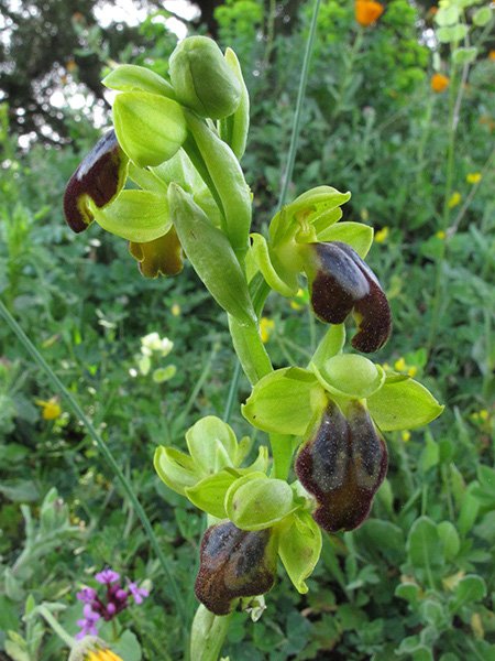 <i>Ophrys gackiae</i> P.Delforge