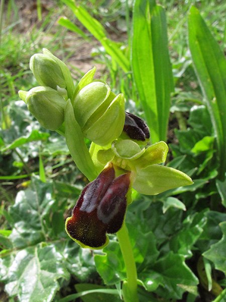<i>Ophrys calocaerina</i> Devillers-Tersch. & Devillers