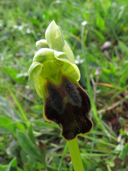 <i>Ophrys calocaerina</i> Devillers-Tersch. & Devillers