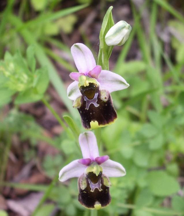 <i>Ophrys holosericea</i> (Burnm.f.) Greuter subsp. <i>holosericea</i>