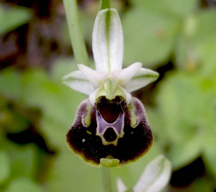<i>Ophrys holosericea</i> (Burnm.f.) Greuter subsp. <i>holosericea</i>