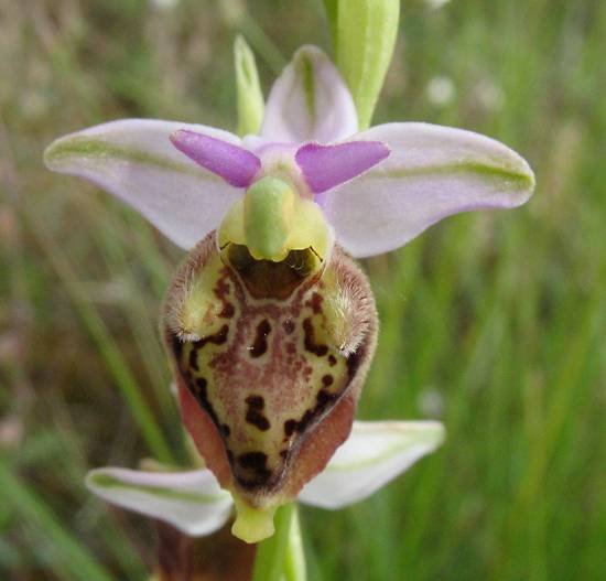 <i>Ophrys dinarica</i> Kranjčev & P.Delforge