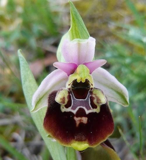 <i>Ophrys holosericea</i> (Burnm.f.) Greuter
