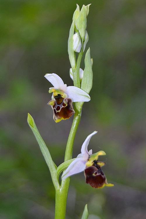 <i>Ophrys appennina</i> Romolini & Soca