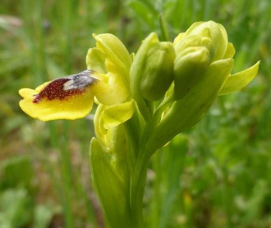 <i>Ophrys corsica</i> Soleirol ex G.Foelsche & W.Foelsche