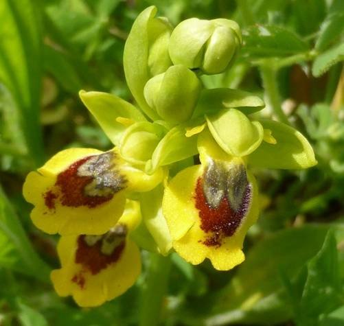<i>Ophrys corsica</i> Soleirol ex G.Foelsche & W.Foelsche