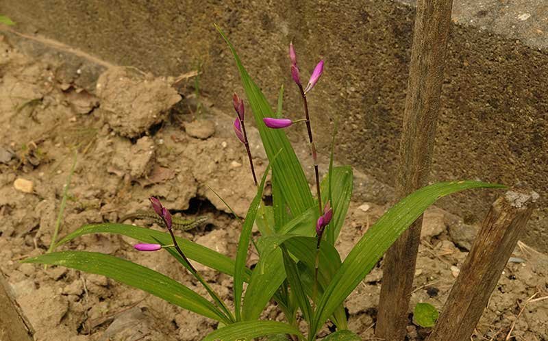 <i>Bletilla striata</i> (Thunb.) Rchb.f.