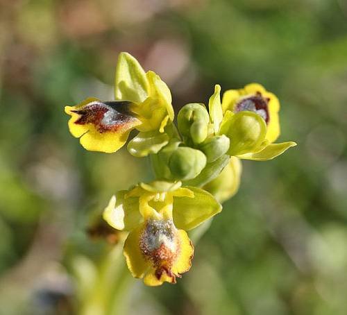 <i>Ophrys sicula</i> Tineo