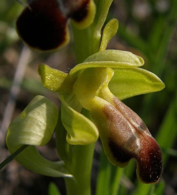 <i>Ophrys funerea</i> Viv.