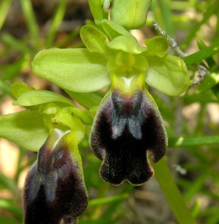 <i>Ophrys lucifera</i> Devillers-Tersch. & Devillers