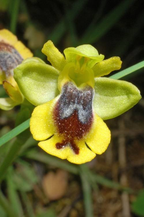 Ophrys  lutea (16).jpg