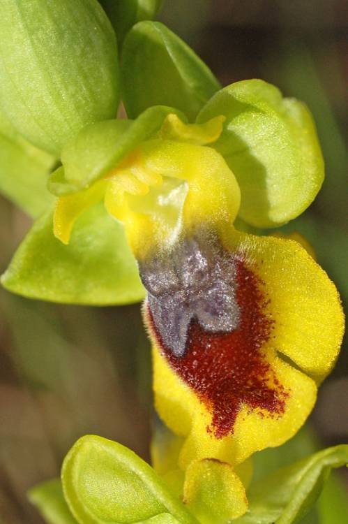 Ophrys  lutea (17).jpg