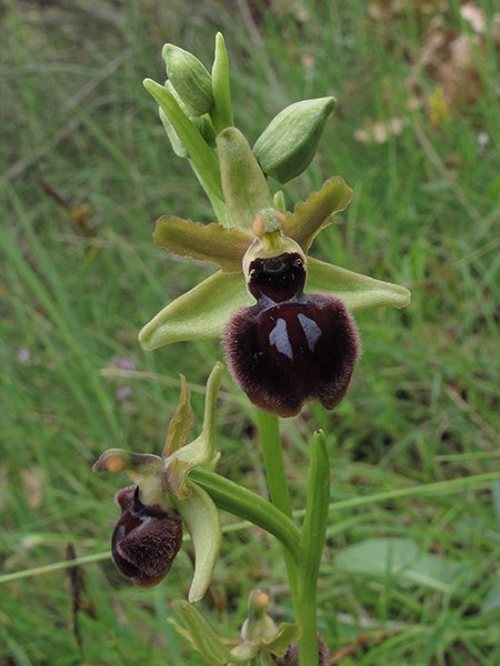<i>Ophrys pseudoatrata</i> S.Hertel & Presser