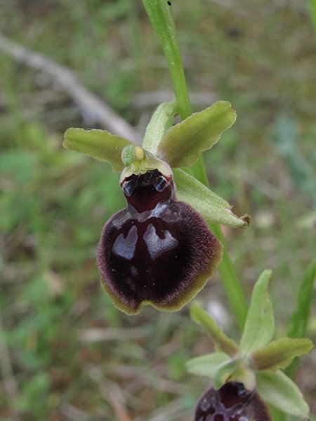 <i>Ophrys pseudoatrata</i> S.Hertel & Presser