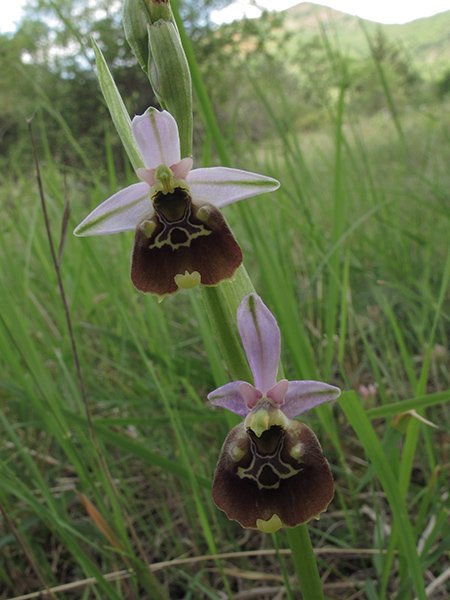 <i>Ophrys gracilis</i> (Büel, O.Danesch & E.Danesch) Paulus