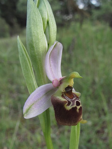 <i>Ophrys gracilis</i> (Büel, O.Danesch & E.Danesch) Paulus