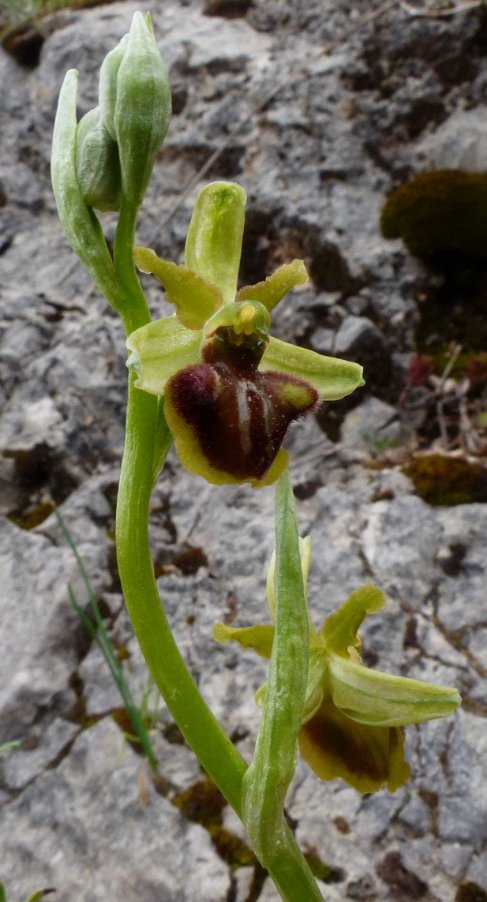Ophrys classica Devillers-Tersch. & Devillers1.jpg
