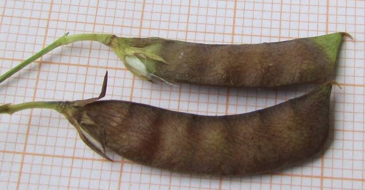 <i>Lathyrus aphaca</i> L. subsp. <i>aphaca</i>
