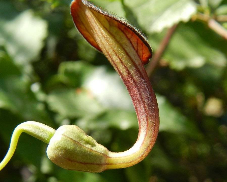 <i>Aristolochia sempervirens</i> L.