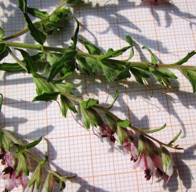 <i>Odontites vernus</i> (Bellardi) Dumort. subsp. <i>vernus</i>