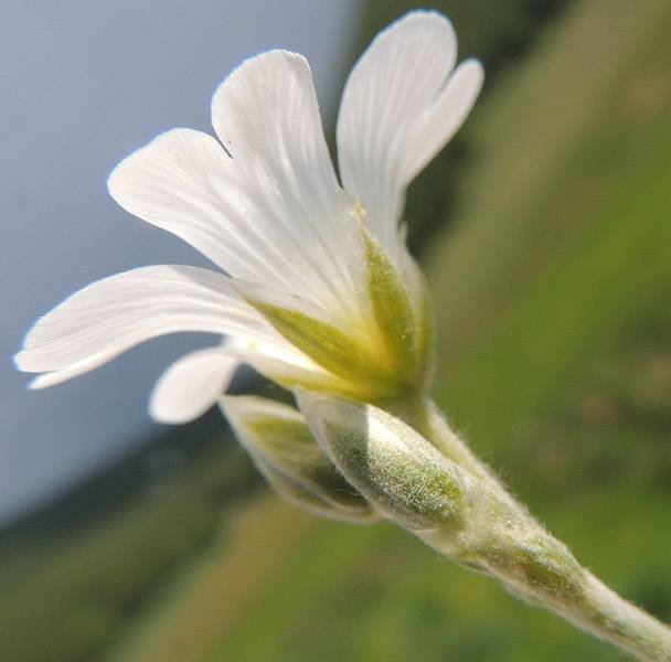 <i>Cerastium tomentosum</i> L.