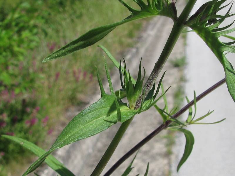 <i>Melampyrum arvense</i> L. subsp. <i>arvense</i>