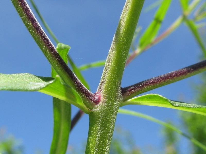 <i>Melampyrum arvense</i> L. subsp. <i>arvense</i>