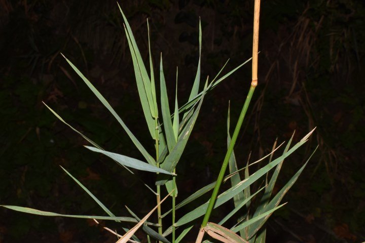 <i>Phalaris arundinacea</i> L.