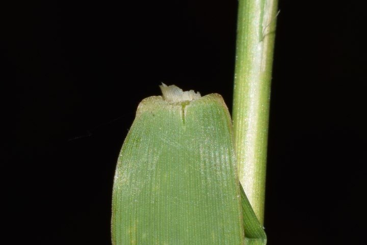 <i>Phalaris arundinacea</i> L.