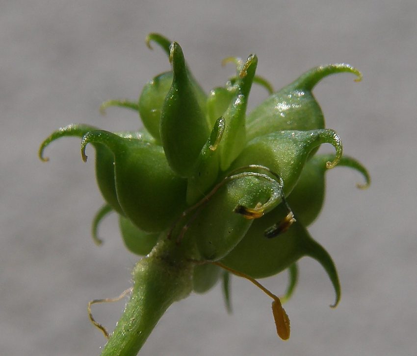 <i>Ranunculus tuberosus</i> Lapeyr.