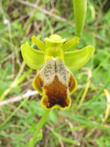<i>Ophrys flammeola</i> P.Delforge