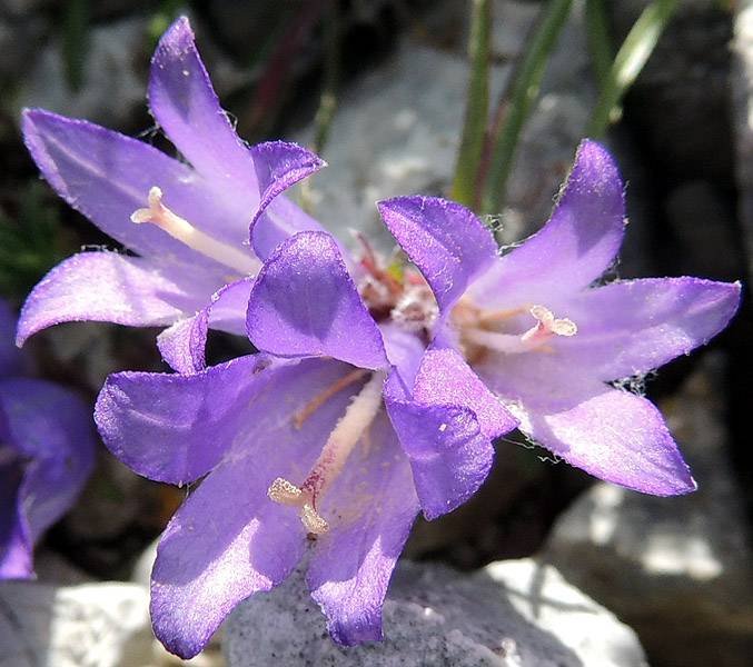 <i>Edraianthus graminifolius</i> (L.) A.DC. ex Meisn. subsp. <i>graminifolius</i>
