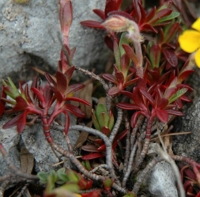 <i>Helianthemum oelandicum</i> (L.) Dum.Cours. subsp. <i>alpestre</i> (Jacq.) Ces.