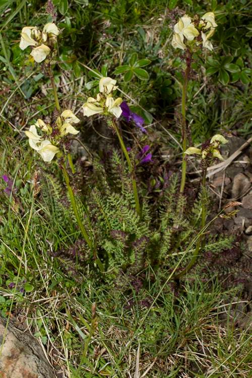 <i>Pedicularis ascendens</i> Schleich. ex Gaudin