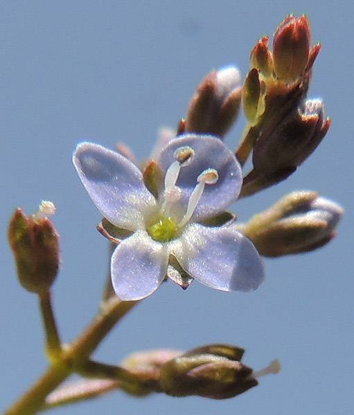 <i>Veronica beccabunga</i> L. subsp. <i>beccabunga</i>