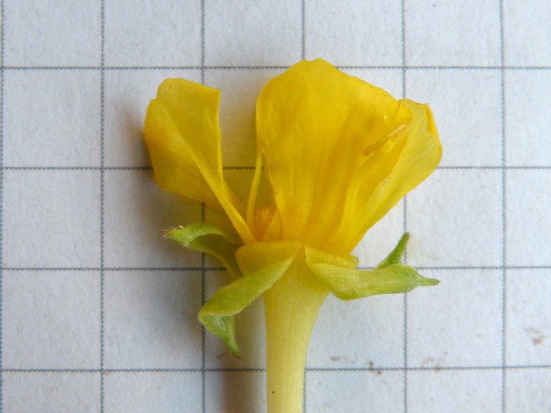 <i>Oenothera deflexa</i> R.R.Gates