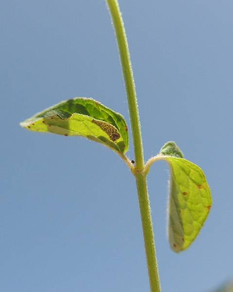 <i>Clinopodium vulgare</i> L. subsp. <i>vulgare</i>