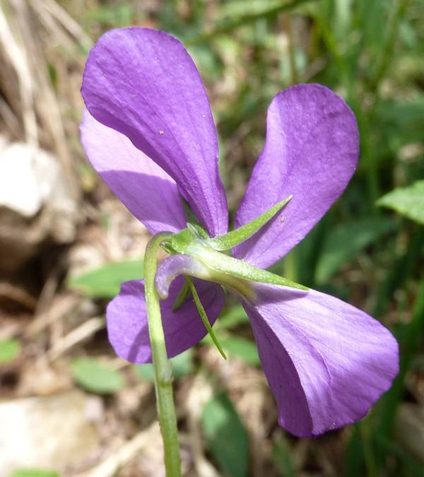 <i>Viola dubyana</i> Burnat ex Gremli