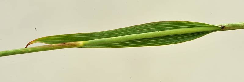 <i>Luzula luzulina</i> (Vill.) Racib.