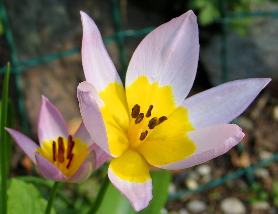 <i>Tulipa saxatilis</i> Sieber ex Spreng.